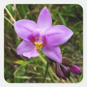Wild Orchid Purple Tropical Flower Square Sticker