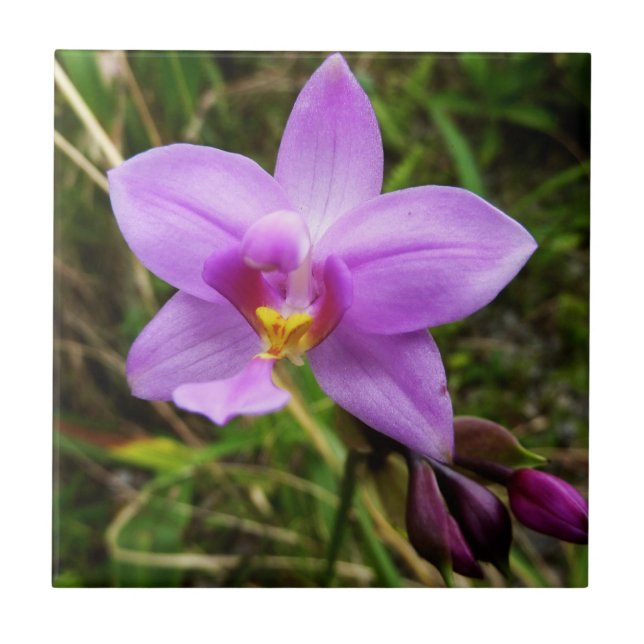 Wild Orchid Purple Tropical Flower Tile (Front)