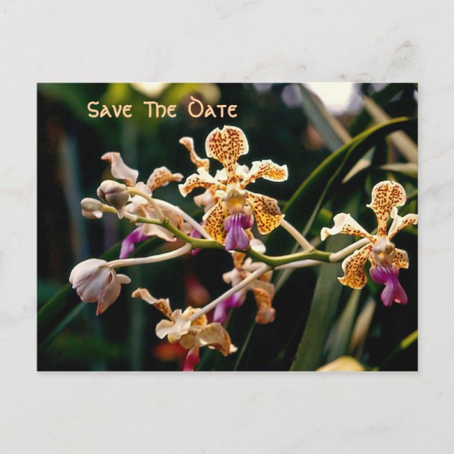 Wild Orchid Save The Date Postcard (Front)