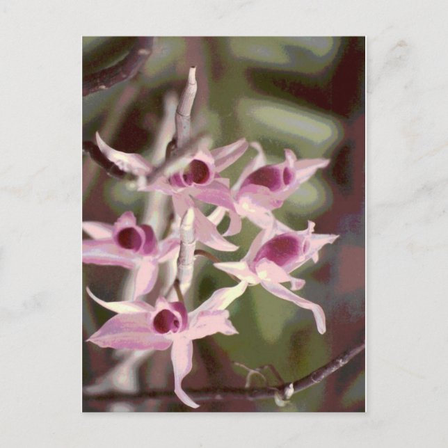 wild orchids postcard (Front)