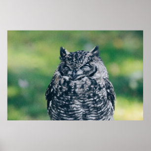 WILD OWL IN FRENCH FOREST POSTER