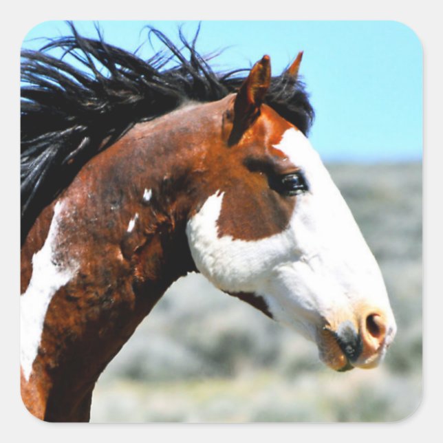 Wild Paint Horse Stallion Picasso Junior Button Square Sticker (Front)