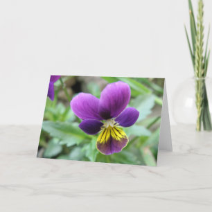 Wild Pansy Greeting Card