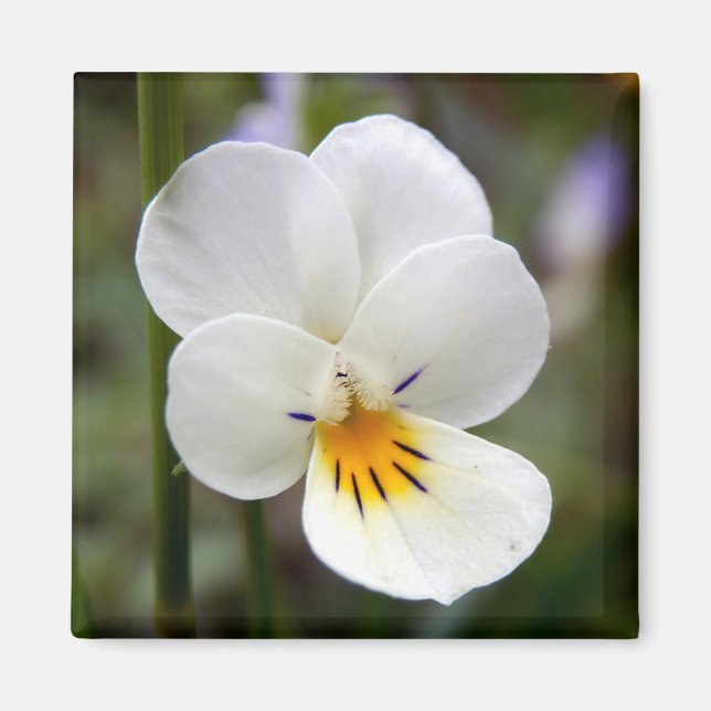 Wild Pansy Magnet (Front)