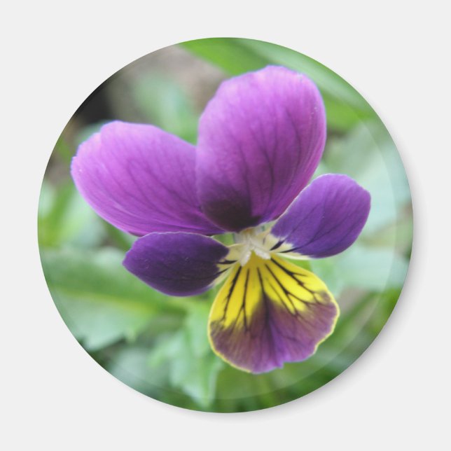 Wild Pansy Magnet (Front)