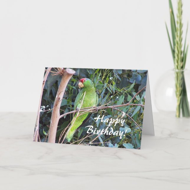 Wild Parrot Birthday Card (Front)