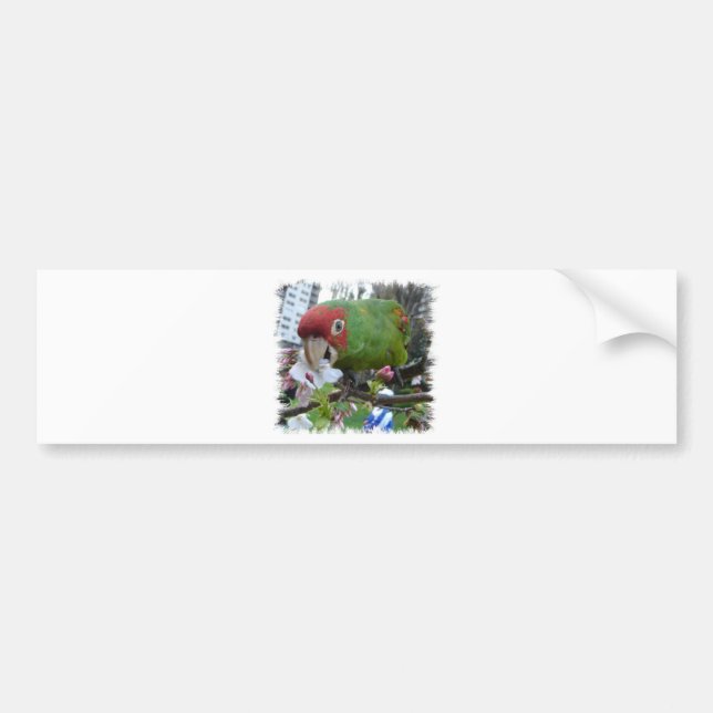 Wild parrot bumper sticker (Front)