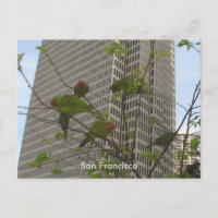 Wild Parrots of Telegraph Hill