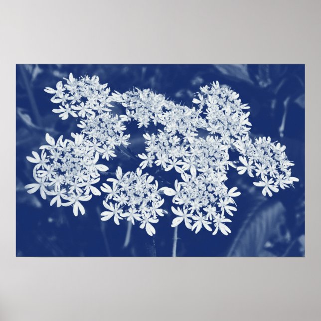 Wild Parsley - Cyanotype Effect Poster (Front)