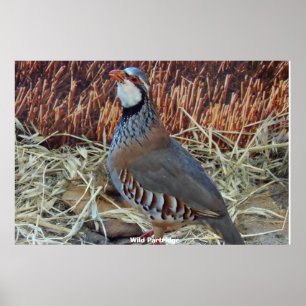 Wild Partridge Poster