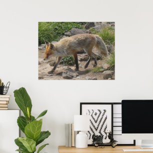 Wild Pause: Fox in the Morning Light Poster