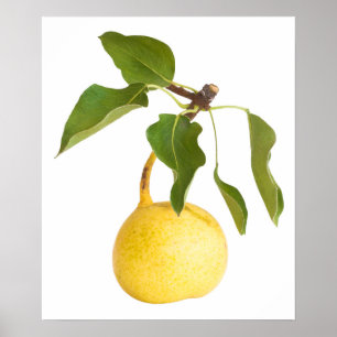 Wild pear poster
