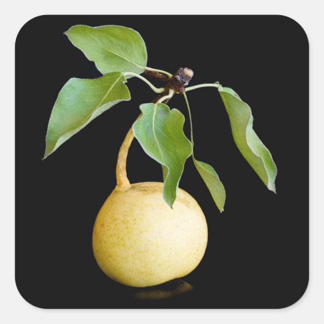 Wild pear square sticker (Front)