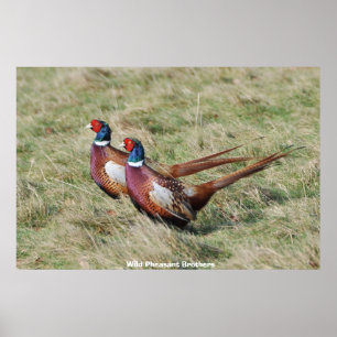 Wild Pheasant Brothers Poster