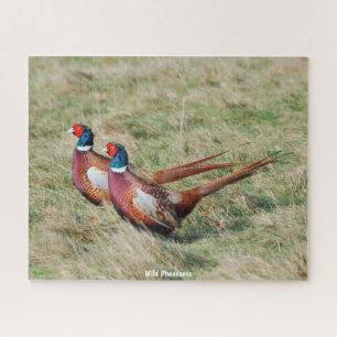 Wild  Pheasants Jigsaw Puzzle