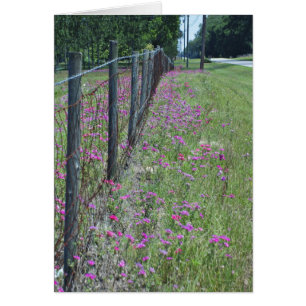 Wild Phlox Card