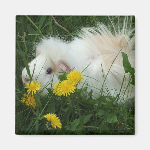 Wild piggy magnet