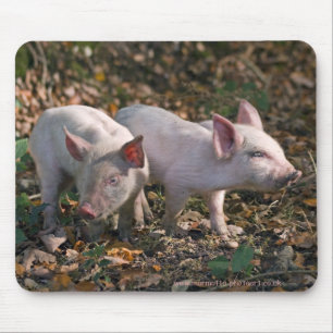 Wild Piglets Mousemat