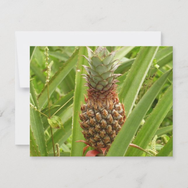 Wild Pineapple Tropical Fruit in Nature (Front)
