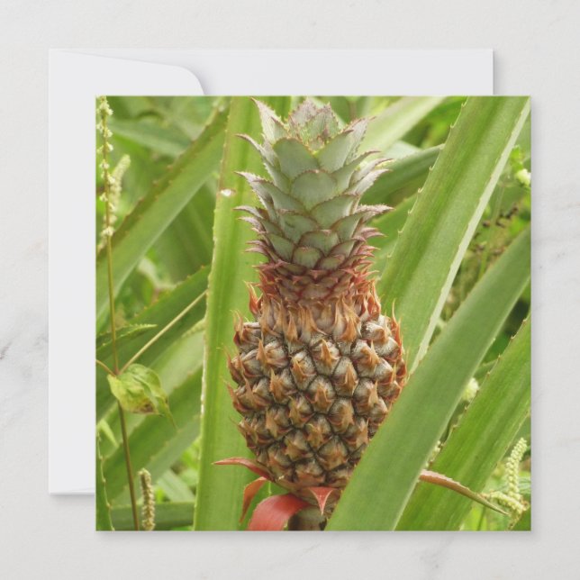 Wild Pineapple Tropical Fruit in Nature (Front)