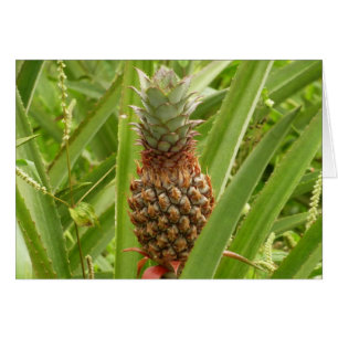 Wild Pineapple Tropical Fruit in Nature