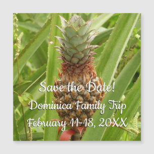 Wild Pineapple Tropical Fruit in Nature