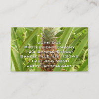 Wild Pineapple Tropical Fruit in Nature