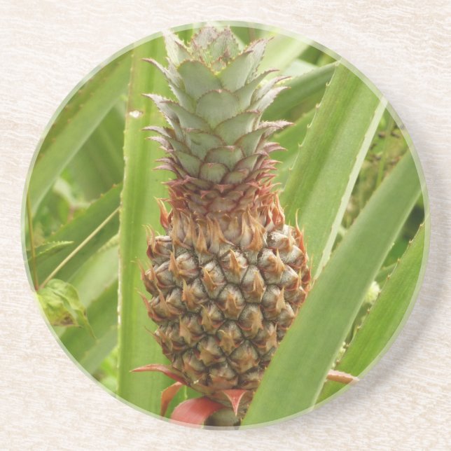 Wild Pineapple Tropical Fruit in Nature Coaster (Front)