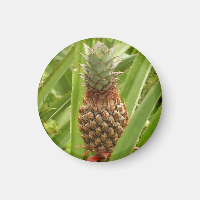 Wild Pineapple Tropical Fruit in Nature Magnet (Front)