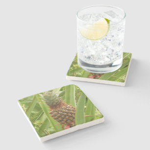 Wild Pineapple Tropical Fruit in Nature Stone Coaster