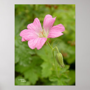 Wild Pink Geranium Flower Print