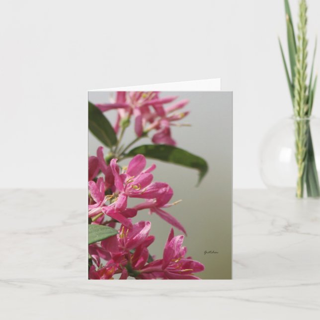 Wild pink honeysuckle card (Front)
