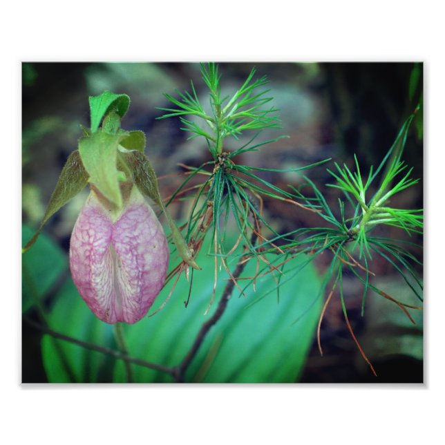 Wild Pink Lady Slipper Orchid And Evergreens 8x10 Photo Print (Front)