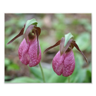Wild Pink Lady Slipper Orchid Flower Pair 8x10 Photo Print