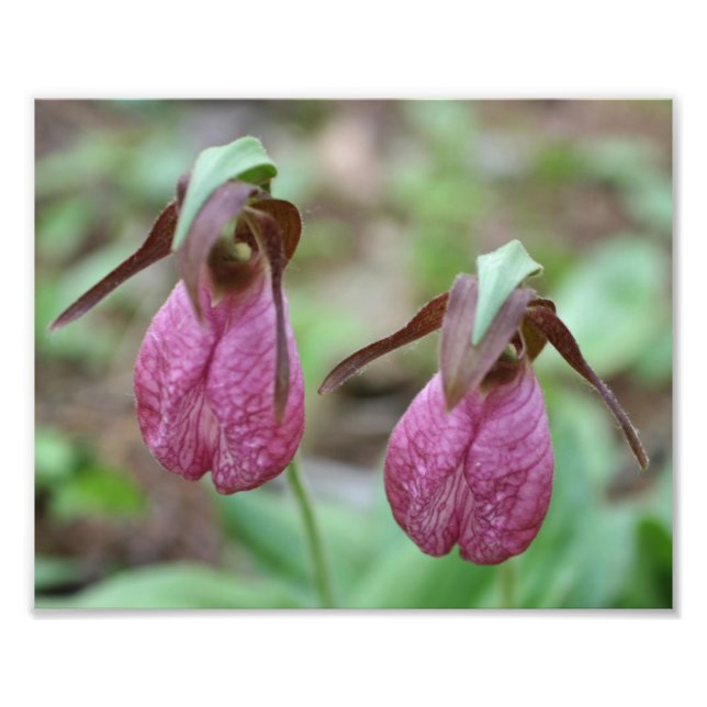 Wild Pink Lady Slipper Orchid Flower Pair 8x10 Photo Print (Front)