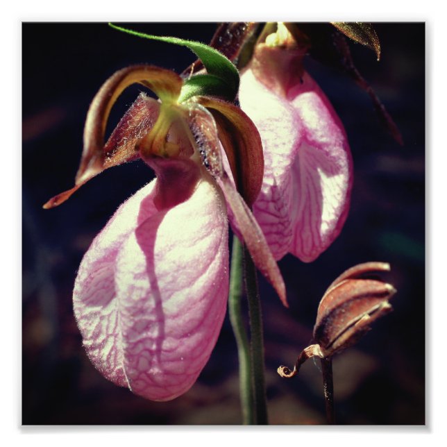 Wild Pink Lady Slipper Orchid Pair Close Up 8x8 Photo Print (Front)