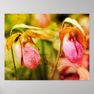 Wild Pink Lady Slipper Orchid Pair Distressed Art Poster