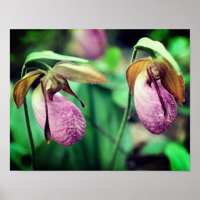 Wild Pink Lady Slipper Orchid Pair  Poster (Front)
