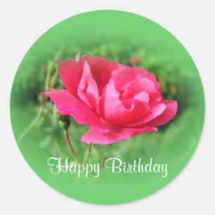 wild pink rose flowers classic round sticker