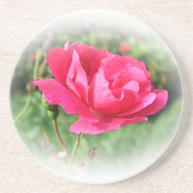 wild pink rose flowers coaster (Front)