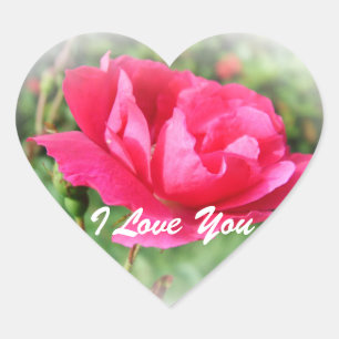 wild pink rose flowers heart sticker