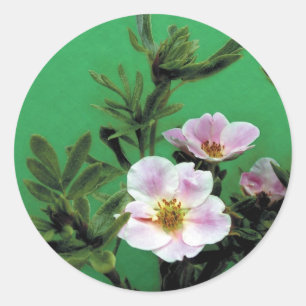 wild pink rose flowers in green, Elegant Classic Round Sticker