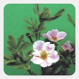wild pink rose flowers in green, Elegant Square Sticker