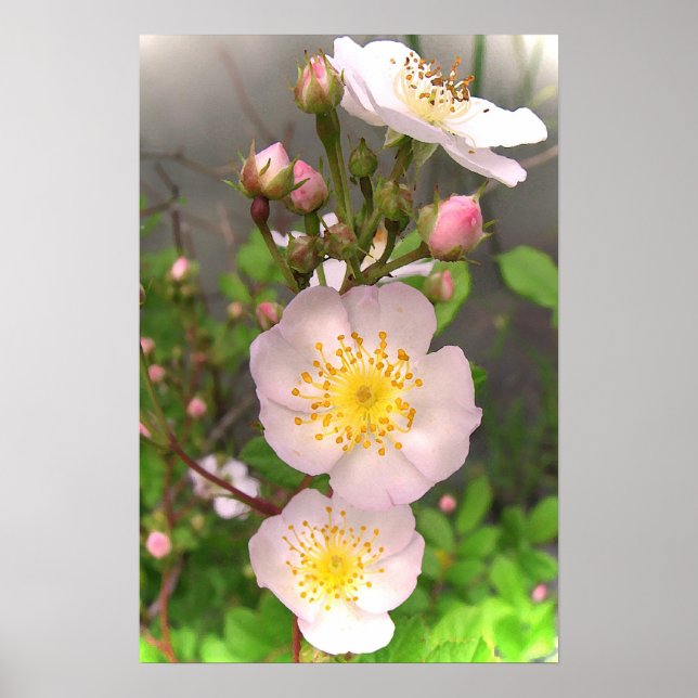 Wild Pink Rose Flowers Posters (Front)