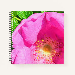 Wild Pink Rose Photo Trust in the Lord Bible Verse Notebook
