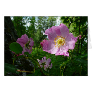 Wild Pink Roses in Alaska