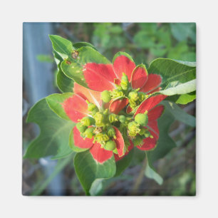 wild Poinsettia Magnet