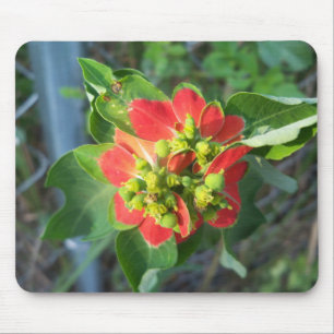 wild Poinsettia Mouse Pad