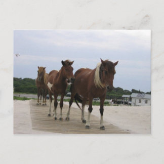 Wild Ponies Postcard
