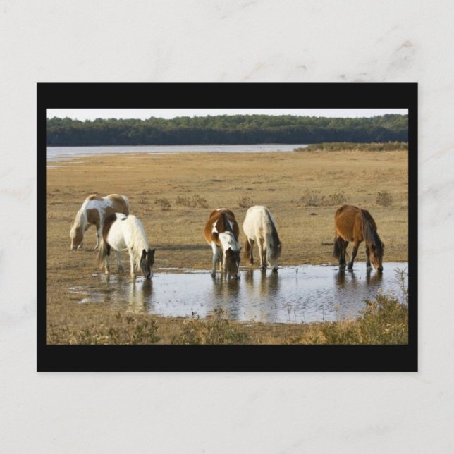 Wild pony postcard (Front)